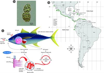 The State of Knowledge of Harmful Algal Blooms of Margalefidinium polykrikoides (a.k.a. Cochlodinium polykrikoides) in Latin America